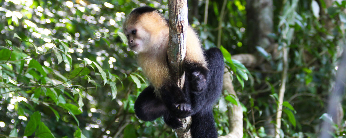 White Faced Capuchin Monkey